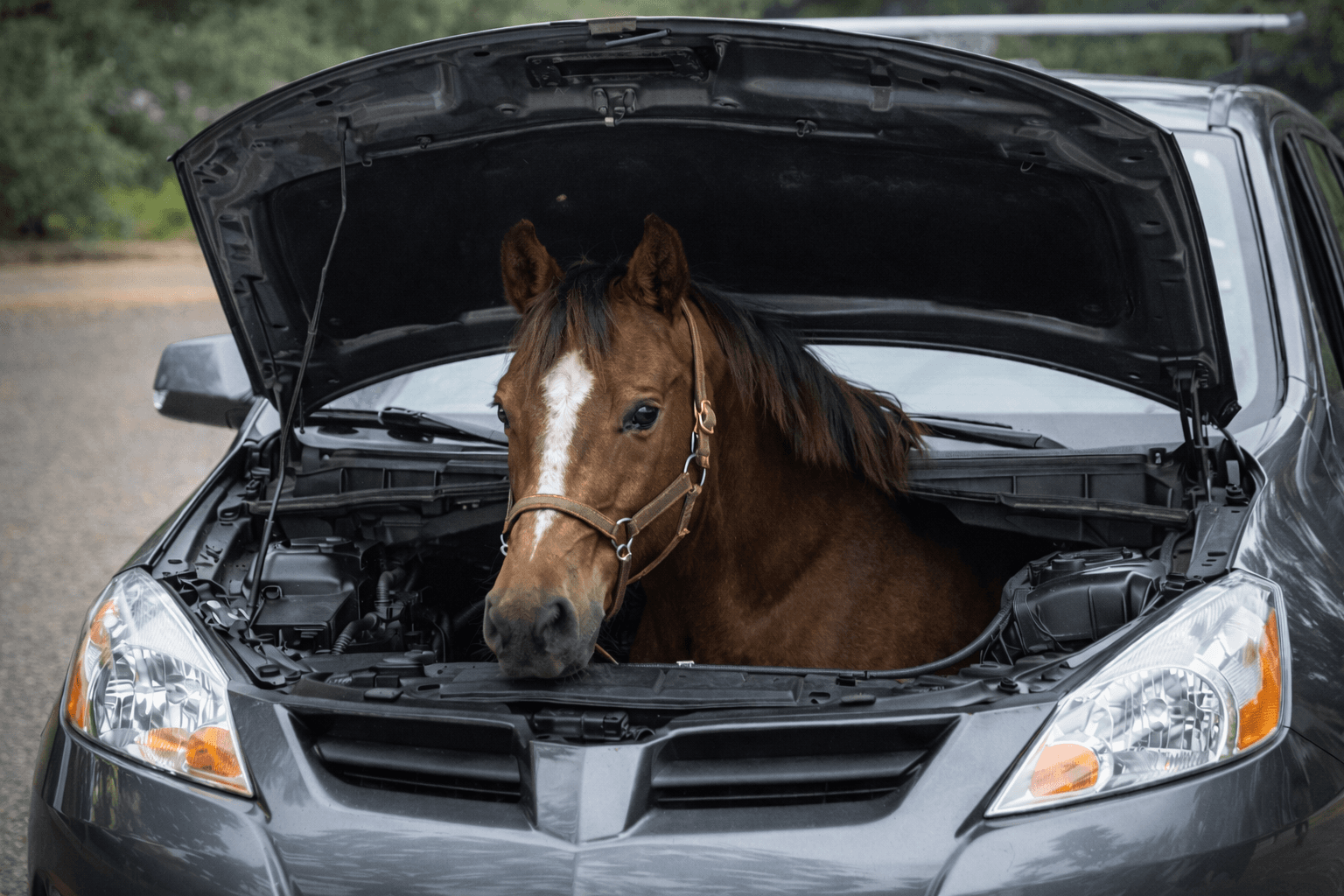 Табун под капотом: почему мощность до сих пор измеряют в лошадиных силах?