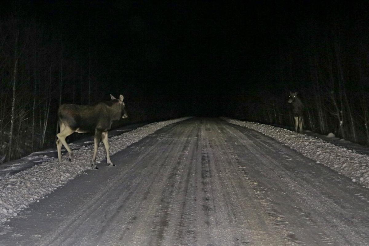 Лоси на дороге